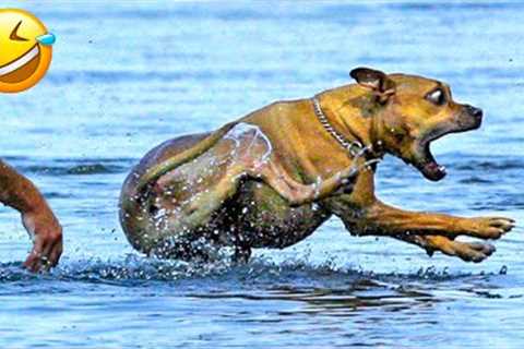 Funniest Dogs And Cats Videos 😁 - Best Funny Animal Videos 2023 😅🥰 #16