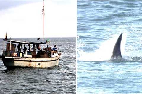 Why Do Brazilian Fishermen Keep Reporting Megalodon Sightings Close To This Island?