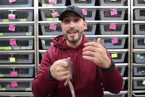 How Often Can You Handle Your Snake?