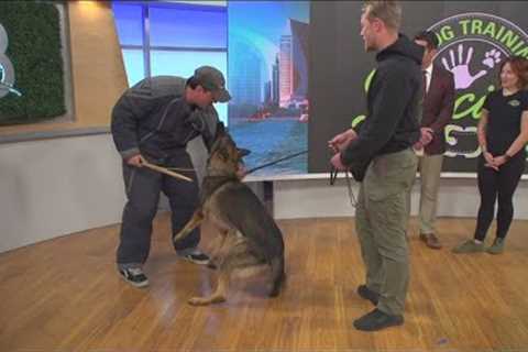 Specialty Dog Training showing tip and trips to get your pooch to obey