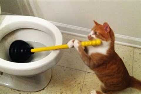 Try to stay SERIOUS -The most popular CAT videos