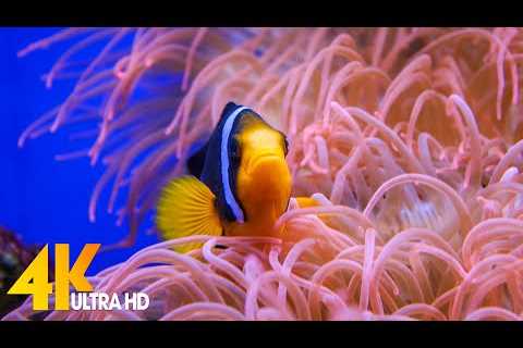 Aquarium 4K VIDEO (ULTRA HD) 🐠 Beautiful Coral Reef Fish - Relaxing Sleep Meditation Music