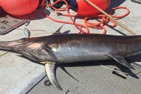 Harpooning Giant Sword Fish In Atlantic Ocean