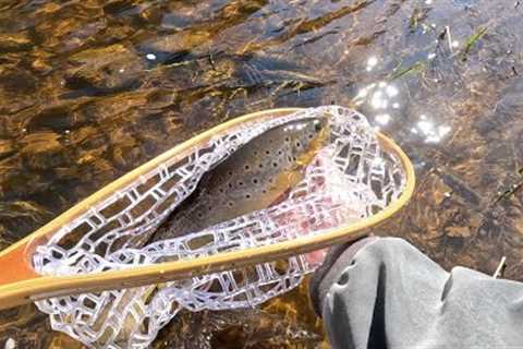 Fly Fishing for Brown Trout on the River Doon 7th April
