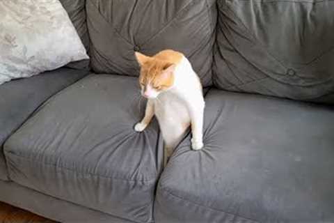 Best Funny Animal Videos Of The 2023 🤣 - Funniest Cats And Dogs Videos 😺😍
