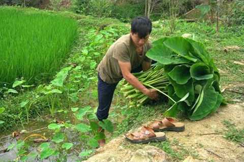 Harvesting potato leaves for pigs, Chop banana stalks for fish to eat- Busy day of DAU