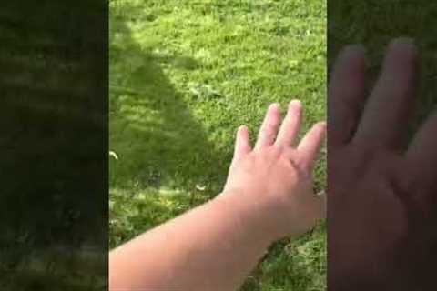 Sunday Lawn Care - 1 Year Later