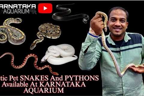 Exotic Pet SNAKES And PYTHONS Available At KARNATAKA AQUARIUM | Ball Python | King Snake | #reptile