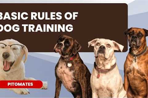 Dog Training Basic Rule | Pitomates | Dog Training | New Dog Tricks