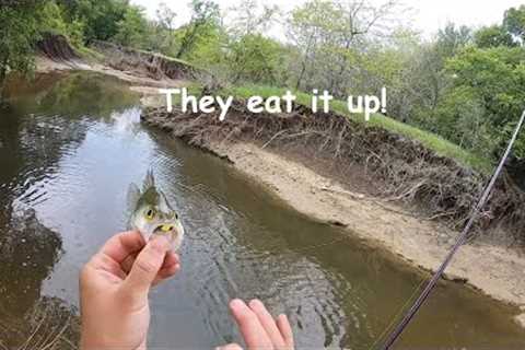 This forgotten 40 year old lure flat wears fish out each year! Thousands of fish all over!