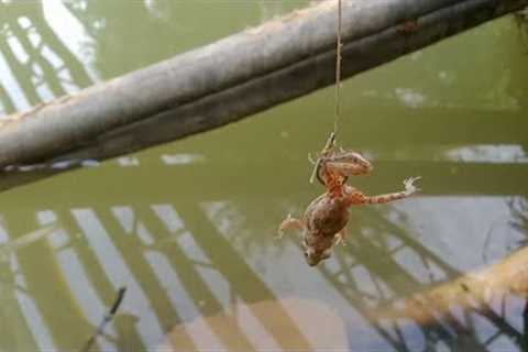 5 hours of active camera recording live frog fishing bait finally go a fish as big as a tree
