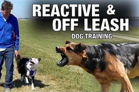 Off Leash Training and How To Handle Reactive Behavior.