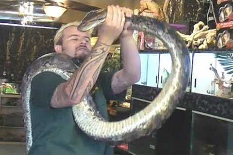 4 Reptiles You Can Train As Pets Quickly