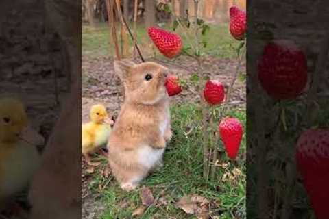 Unconditional love and friendship #viral #tiktokshorts #animals #animallover #friendship #pets