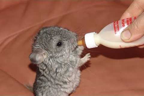 world Cute Baby Animals video clips#youtube #shortvideo #youtubeshorts #funny