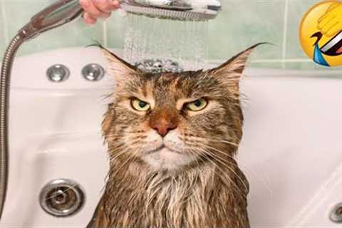 Funniest Animal Videos😂 - Funny Cats😹 and Crazy Dogs🐶 Videos 2023! #3