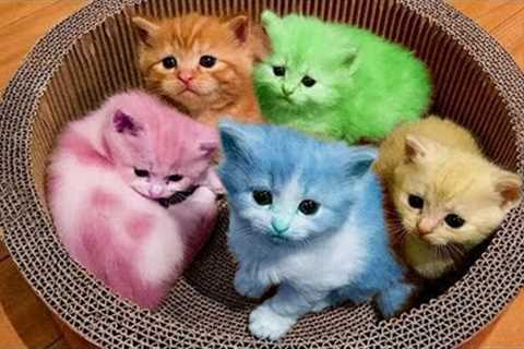 1 Hour of Funniest Cat Videos on the Planet #3 - Best Funny Animal Videos