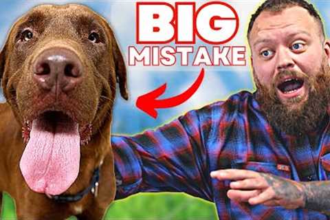 Dog Training Mistakes Trainers Refuse To Talk About