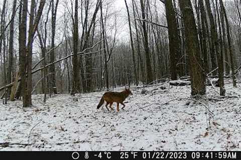 Michigan Trail Cameras: January 9, 2023 - January 24, 2023 (Camera 5)