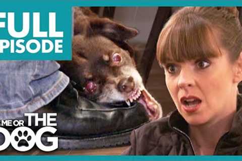 Owner Allows Dog's Bad Behavior! | Full Episode USA