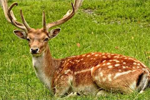 Most Funny and Cute Baby Deer Videos Compilation (2018)#viral #trending