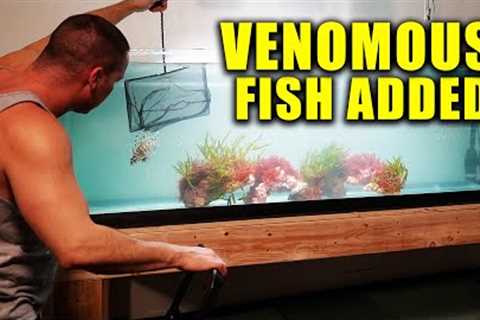 PREDATOR FISH TANK SETUP - SALTWATER PLANTED aquarium - The king of diy