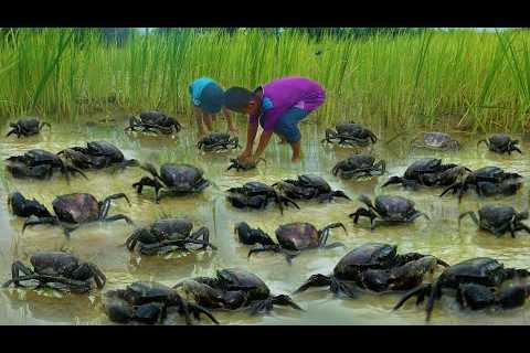 Amazing fishing Craps! fisherman catch crap in mud at rice field after the big rain in rainy season