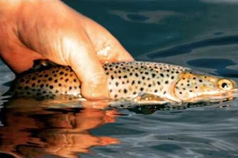 Brown Trout fishing with Lures for beginners