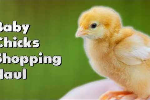 Baby Chicks Shopping Haul