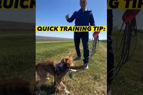30 Second Dog Training Tip #dogtraining #dogtrainer #puppytraining #leashtraining #puppies #dogs