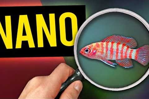 5 Nano Fish To Try In Your Small Aquarium!