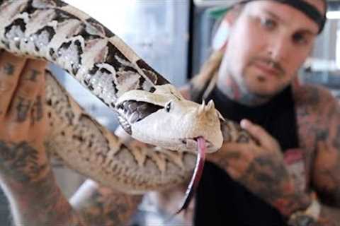 Feeding Venomous Snakes and some Crazy Dragons