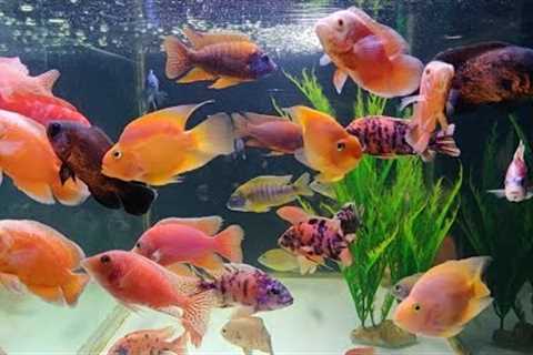 Exotic Fish at Austin Aquatic Aquarium Fish Shop