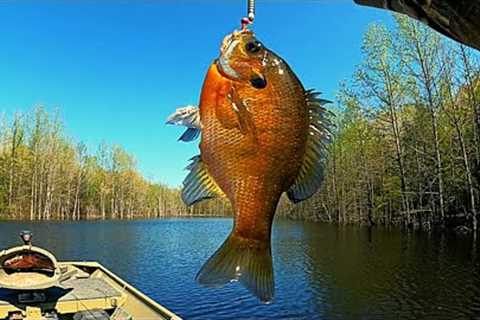Fast way to catch loads of bream   |   Bream fishing