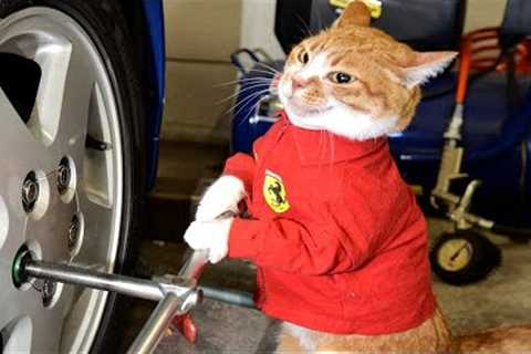 FUNNY CAT MEMES COMPILATION OF 2023 V15