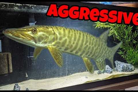 Keeping Most Aggressive Freshwater Fish In HOME Aquarium!