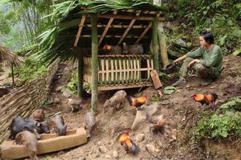 Making a chicken coop for wild chickens, life on the farm, survival skills