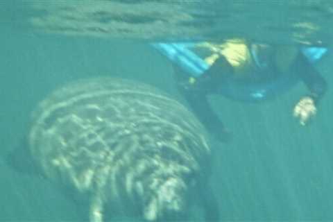 Crystal River Florida Fun Facts