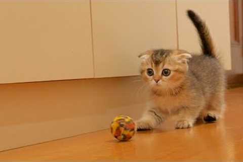 A cute kitten that speaks loudly to its owner.