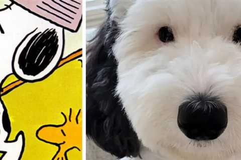 Real-Life Snoopy Lookalike Goes Viral