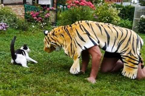 Pets Getting Scared Over Nothing - Funny Cat And Dog Videos | Pets Island