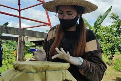 How to make Fermented Plant Juice (FPJ) and Fermented Fruit Juice (FFJ) Organic fertilizer