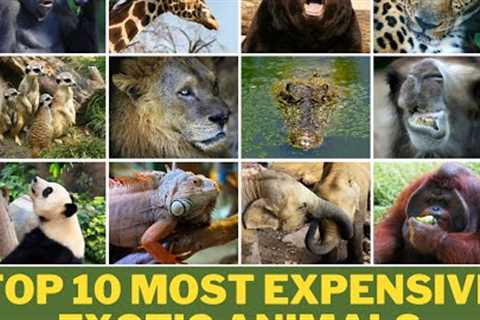 TOP 10 MOST EXPENSIVE EXOTIC ANIMAL YOU CAN HAVE AS PETS