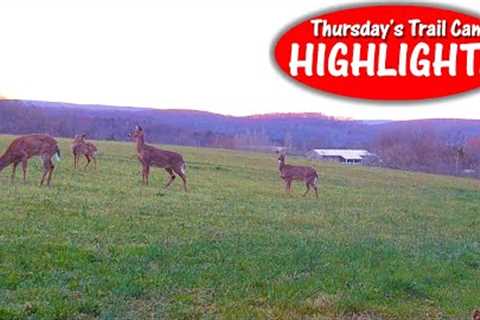 Fox Looks for It, Deer is Scared of It, Possum Ignores It: Thursday's Trail Cam Highlights: 4.13.23