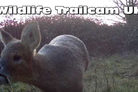 Otter with one eye says hello to the camera! Trail camera Thursday