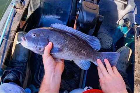 The Blackfish Are Back! Rhode Island Tautog Fishing 2023