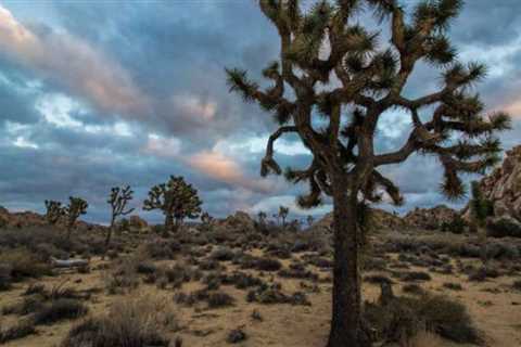 The Best Hiking Trails for Any Level in Joshua Tree National Park