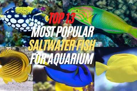 Top 13 Most Popular Saltwater Fish for Aquarium - Best Saltwater Fish for Beginners