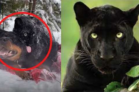 Animals Show Unbelievable Friendship - You Won't Believe What Happens Next!