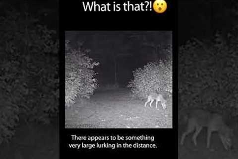 SCARY CREATURE Caught on Trail Cam! Is it Bigfoot? #Shorts